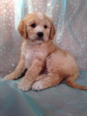 Hurry, don't be late, mini goldendoodles sell fast around Iowa, Minnesota and Illinois!